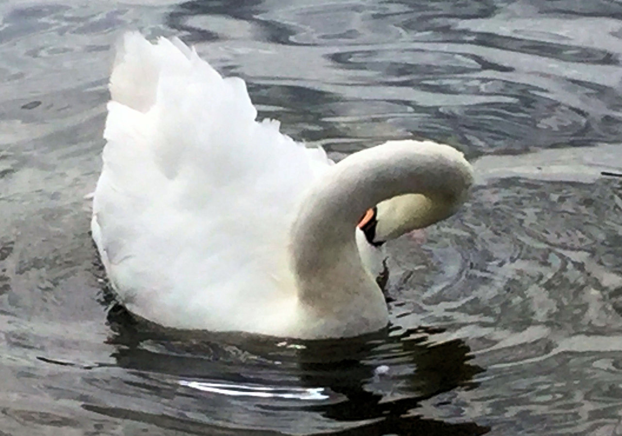 Round Pond photograph
